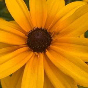 Meet your Posher, Miranda